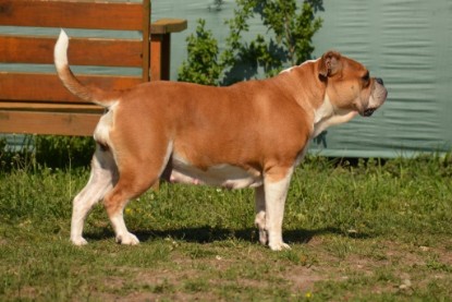 Continental Bulldog Seeblickbulls Charlotte